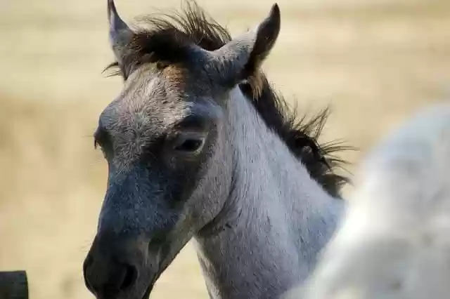 Free download foal colt horse equine animal free picture to be edited with GIMP free online image editor