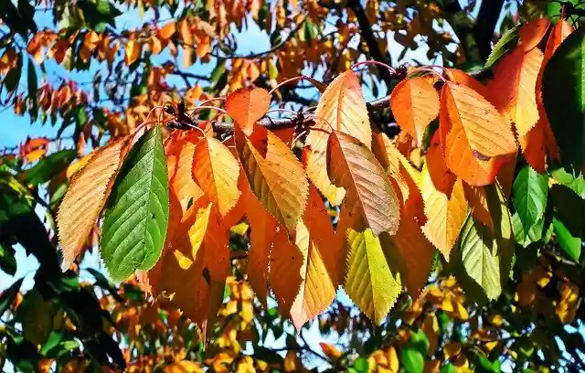 Free download Foliage Colorful Cherry -  free photo or picture to be edited with GIMP online image editor