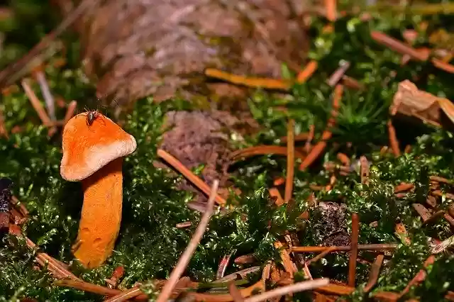 Free download Forest Autumn Small Mushroom -  free photo or picture to be edited with GIMP online image editor