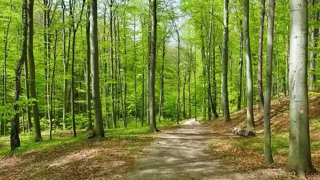 ດາວໂຫລດຟລີ Forest Beech Trees - ຮູບພາບຫຼືຮູບພາບທີ່ບໍ່ເສຍຄ່າເພື່ອແກ້ໄຂດ້ວຍບັນນາທິການຮູບພາບອອນໄລນ໌ GIMP