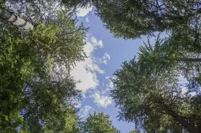 Muat turun percuma Forest Canopy Path - ilustrasi percuma untuk diedit dengan editor imej dalam talian percuma GIMP