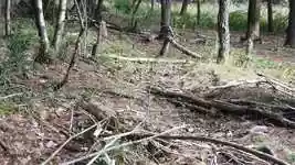 Free download Forest Floor Detritus -  free video to be edited with OpenShot online video editor