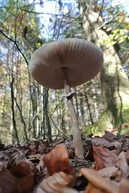 免费下载 Forest Leaves Mushroom - 使用 GIMP 在线图像编辑器编辑的免费照片或图片