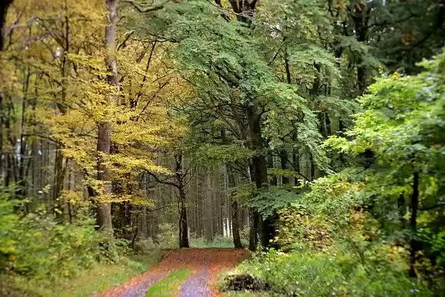 Free download Forest Path Autumn Fall Colors -  free photo or picture to be edited with GIMP online image editor