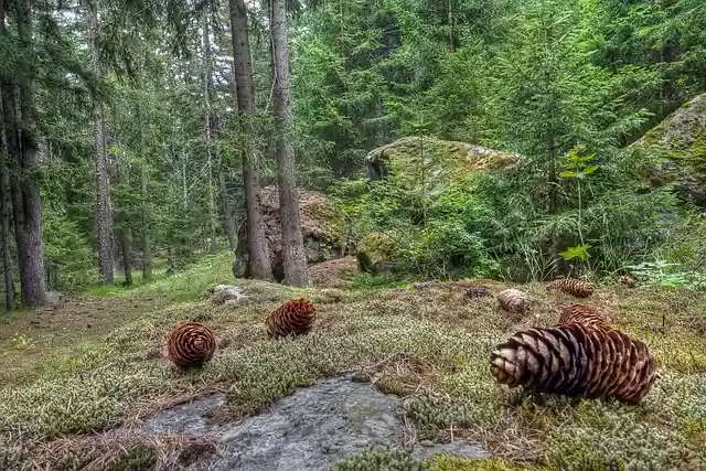 Free download forest trees pine cone strobilo free picture to be edited with GIMP free online image editor