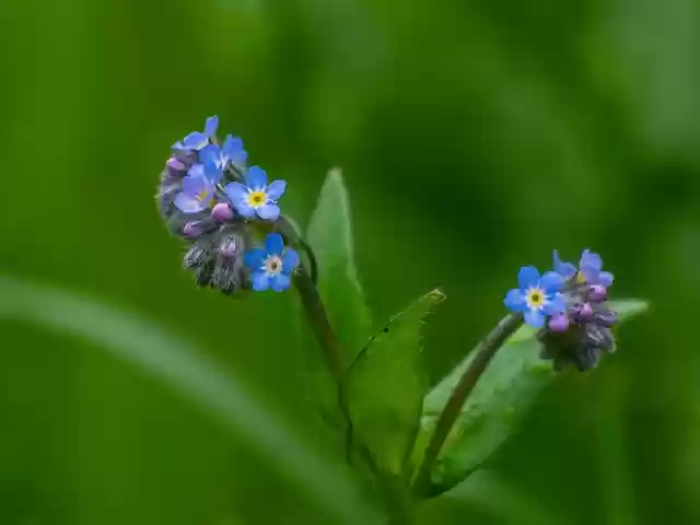 Free download forget me not small bloom plant free picture to be edited with GIMP free online image editor