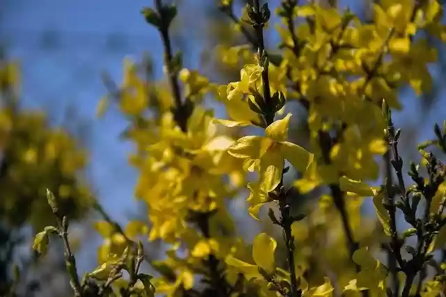 免费下载 Forsythia Intermedia - 使用 GIMP 在线图像编辑器编辑的免费照片或图片