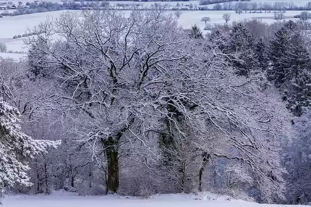 Бесплатно скачайте бесплатный шаблон фотографии Frost Cold Tree для редактирования с помощью онлайн-редактора изображений GIMP