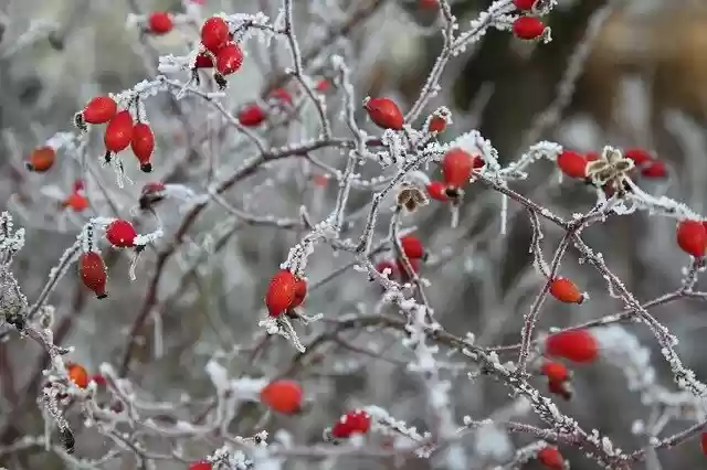 免费下载 Frost Winter Cold - 使用 GIMP 在线图像编辑器编辑的免费照片或图片