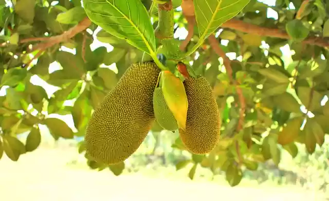 Free download fruit jack fruit green jack food free picture to be edited with GIMP free online image editor