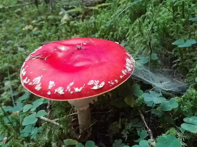 Free download Fungus Amanita Nature -  free photo or picture to be edited with GIMP online image editor