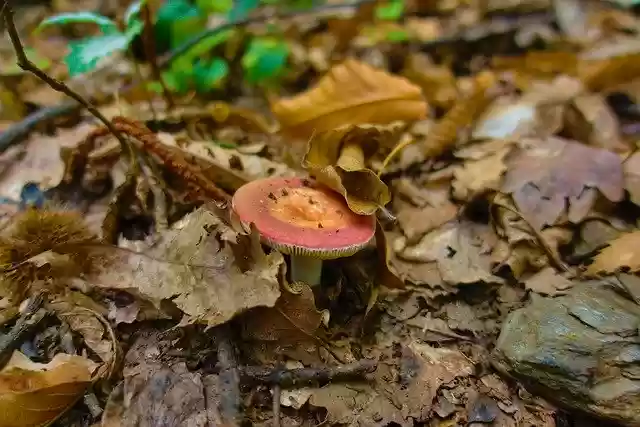 Free download Fungus Fall Russula -  free photo or picture to be edited with GIMP online image editor