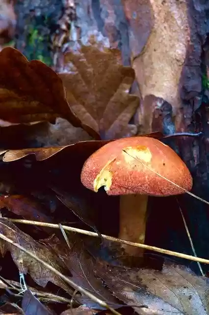 Free download Fungus Forest Autumn -  free free photo or picture to be edited with GIMP online image editor