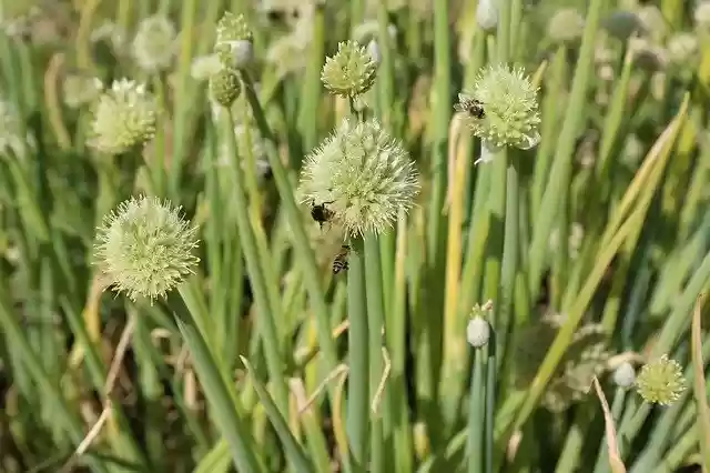 免费下载大蒜蜜蜂昆虫 - 使用 GIMP 在线图像编辑器编辑的免费照片或图片