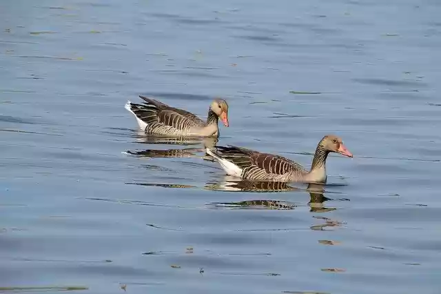 Free download Geese Birds Water -  free photo or picture to be edited with GIMP online image editor