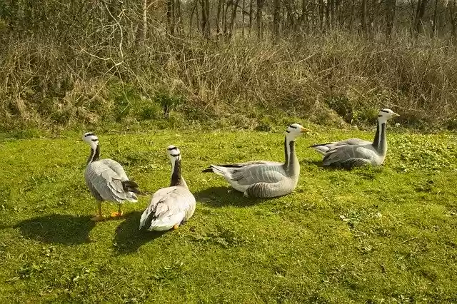 Free download Geese Bird World Sea Animal -  free photo or picture to be edited with GIMP online image editor