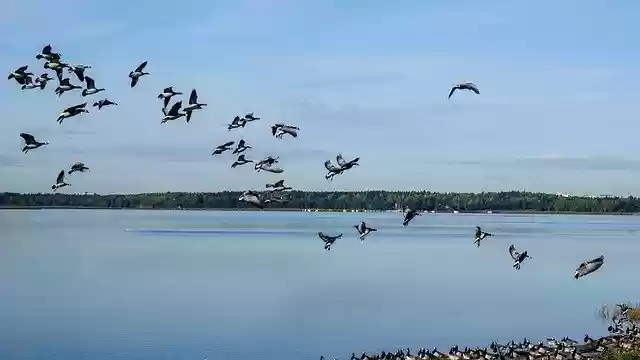 Free download Geese Flying The Birds free photo template to be edited with GIMP online image editor