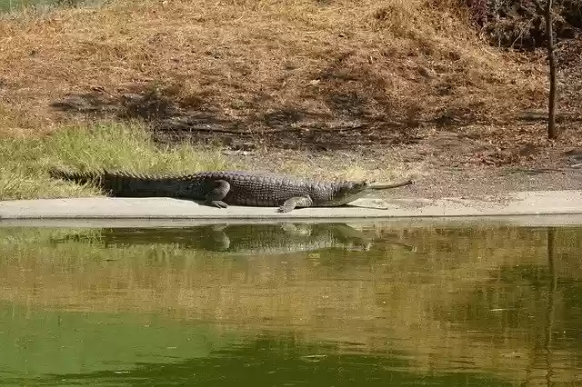 Free download Gharial Gavialis Gangeticus Gavial -  free photo or picture to be edited with GIMP online image editor