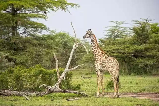 Free download giraffe africa tanzania zanzibar free picture to be edited with GIMP free online image editor