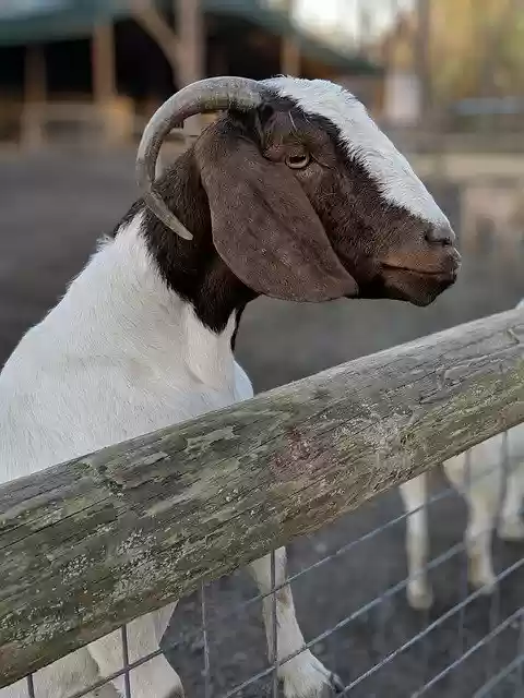 ดาวน์โหลด Goat Face Horns ฟรี - รูปภาพหรือภาพฟรีที่จะแก้ไขด้วยโปรแกรมแก้ไขรูปภาพออนไลน์ GIMP