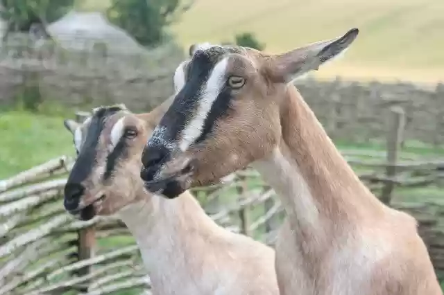 Free download Goats Nature Uk Rare -  free photo or picture to be edited with GIMP online image editor