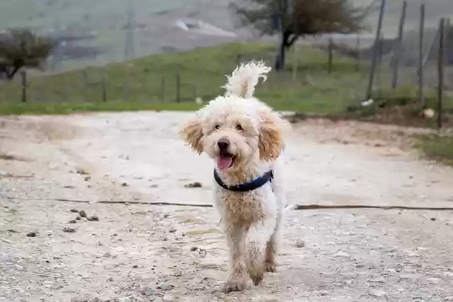 Free download goldendoodle dog running puppy pet free picture to be edited with GIMP free online image editor