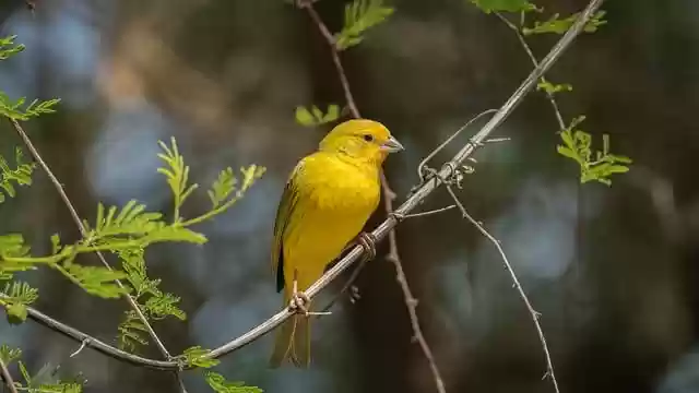 Free download goldfinch saffron finch bird free picture to be edited with GIMP free online image editor