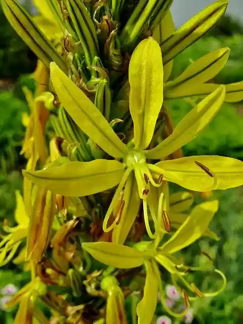 Free download Goldwurz Asphodeline Lutea Junker -  free photo or picture to be edited with GIMP online image editor