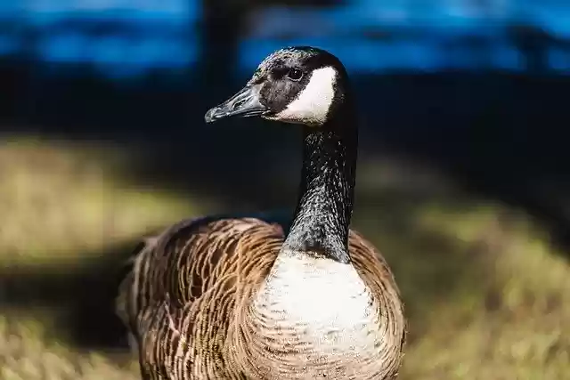 تنزيل مجاني لـ Goose Bird Animal - صورة مجانية أو صورة يمكن تعديلها باستخدام محرر الصور عبر الإنترنت GIMP