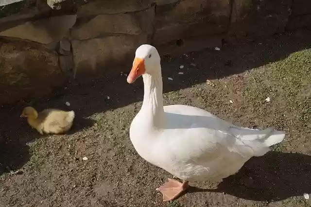 Muat turun percuma Goose Bird Duck - foto atau gambar percuma untuk diedit dengan editor imej dalam talian GIMP