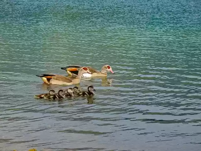 Free download Goose Nilgans Water Bird free photo template to be edited with GIMP online image editor