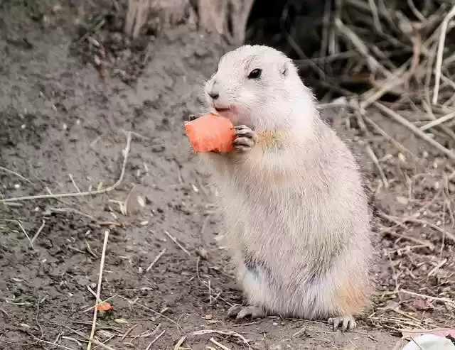 Téléchargement gratuit de Gopher Rodent Mammal - photo ou image gratuite à éditer avec l'éditeur d'images en ligne GIMP