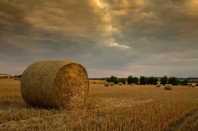 免费下载 Grain Crop Straw - 可使用 GIMP 在线图像编辑器编辑的免费照片或图片