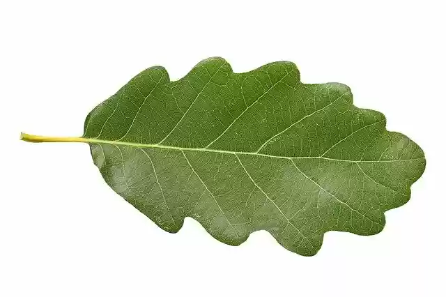 Free download Grape Oak Leaf -  free photo or picture to be edited with GIMP online image editor