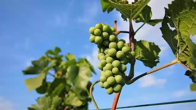 Muat turun percuma Grapes Wine Fruit - foto atau gambar percuma untuk diedit dengan editor imej dalam talian GIMP