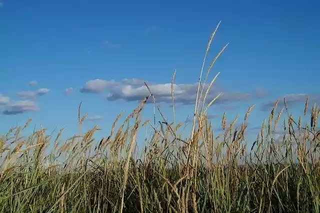 Free download Grasses Beach Nature Baltic -  free photo or picture to be edited with GIMP online image editor