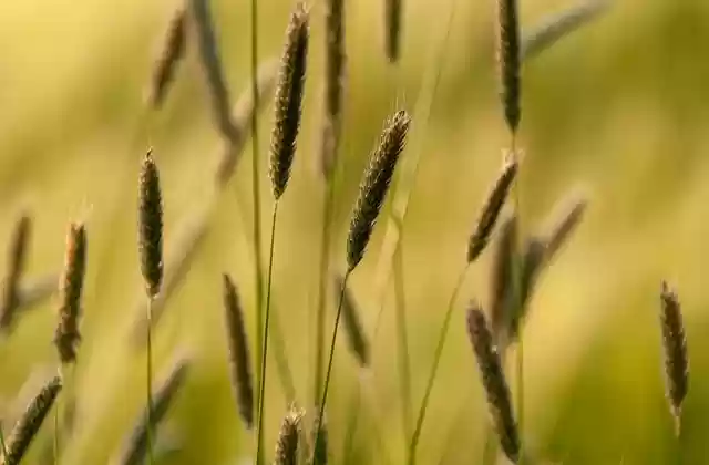 Free download grasses beautiful nature free picture to be edited with GIMP free online image editor