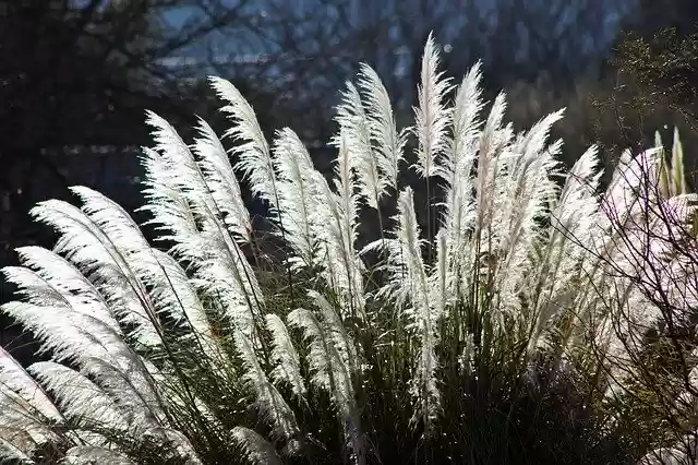 Free download Grasses Sunlight Backlighting -  free photo or picture to be edited with GIMP online image editor