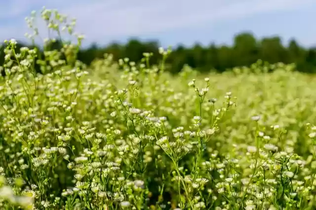 Free download grass field flowers flowering free picture to be edited with GIMP free online image editor