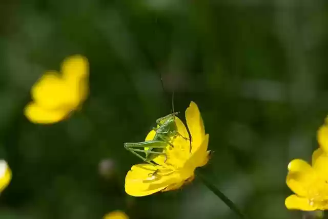 Free download grasshopper great green bush cricket free picture to be edited with GIMP free online image editor