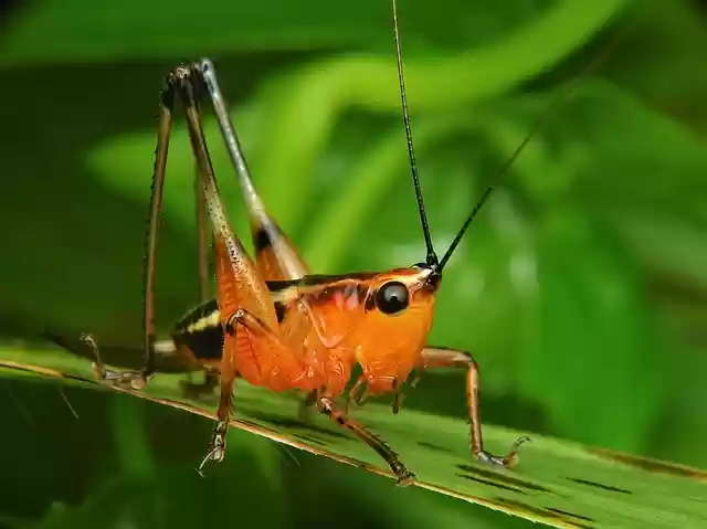 Free download grasshopper katydid locust praying free picture to be edited with GIMP free online image editor