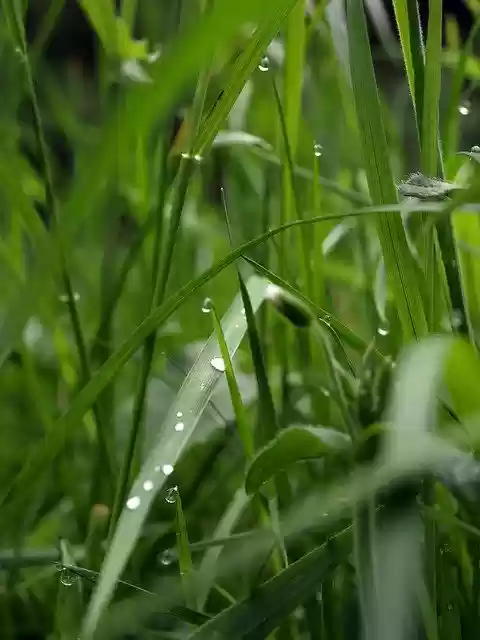 Free download Grass Meadow Nature -  free free photo or picture to be edited with GIMP online image editor