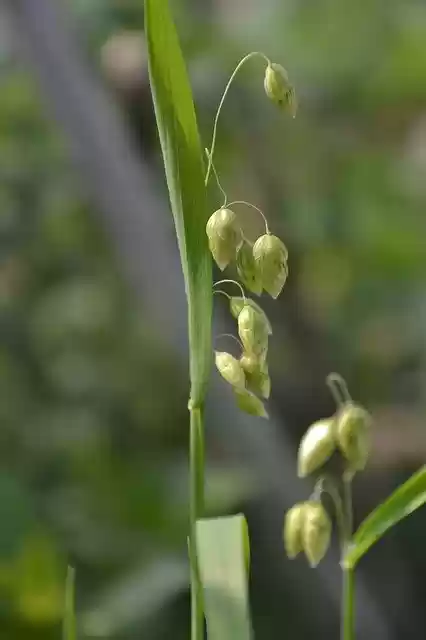 Descărcare gratuită Grass Plant - fotografie sau imagine gratuită pentru a fi editată cu editorul de imagini online GIMP