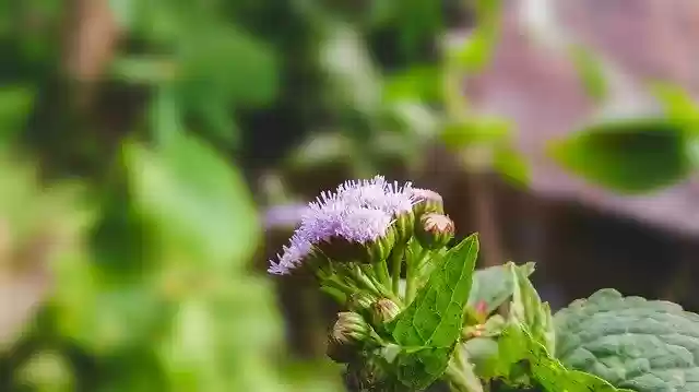 免费下载 Green Flower Natural - 可使用 GIMP 在线图像编辑器编辑的免费照片或图片