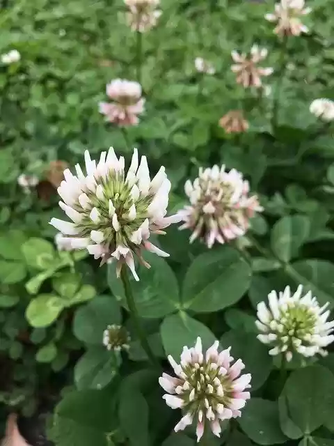 הורדה חינם Green Good Luck The Leaves - תמונה או תמונה בחינם לעריכה עם עורך התמונות המקוון GIMP