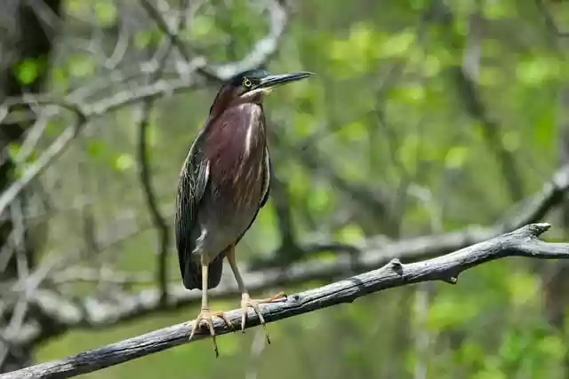 Free download green heron bird avian ornithology free picture to be edited with GIMP free online image editor