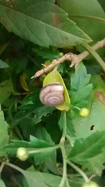 Free download Green Leaf Snails -  free photo or picture to be edited with GIMP online image editor