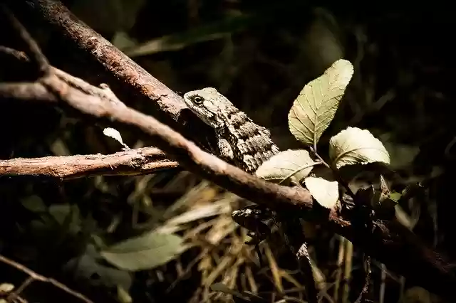 Free download Green Lizard Iguana -  free photo or picture to be edited with GIMP online image editor