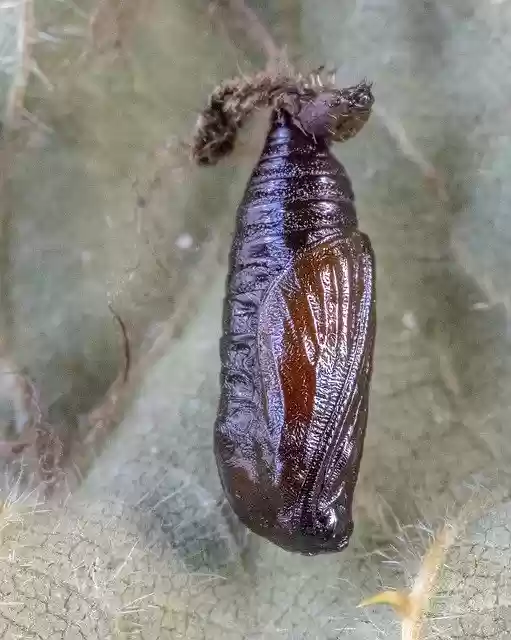 Free download Grey-Pug-Moth Pupa Brown -  free photo or picture to be edited with GIMP online image editor