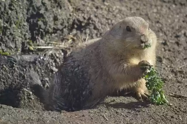 Free download Groundhog Prairiedog Zoo -  free photo or picture to be edited with GIMP online image editor